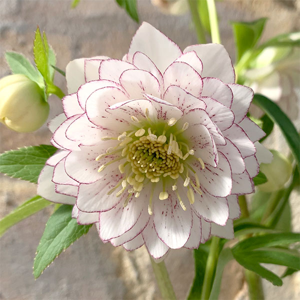 園芸ネット本店｜クリスマスローズ：*しずく小鞠4.5号ポット の通販