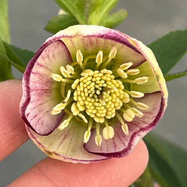 園芸ネット本店｜横山園芸さんのクリスマスローズ：プチドール25-10