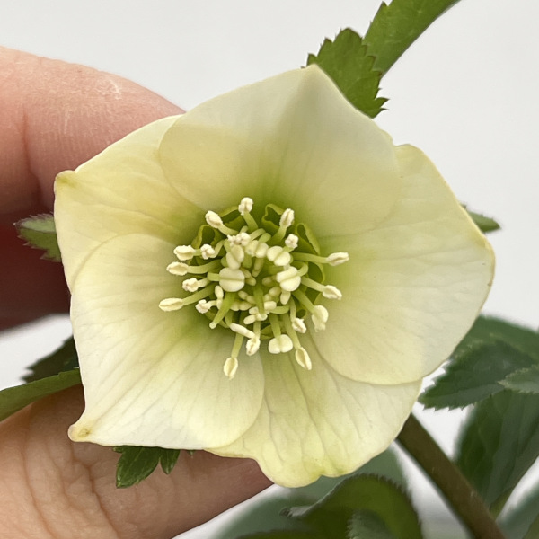 園芸ネット本店｜横山園芸さんのクリスマスローズ：プチドール25-14