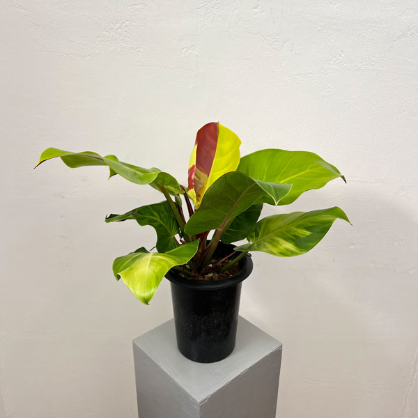 園芸ネット本店｜フィロデンドロン：イエローフレーム 5.5号25-01 の