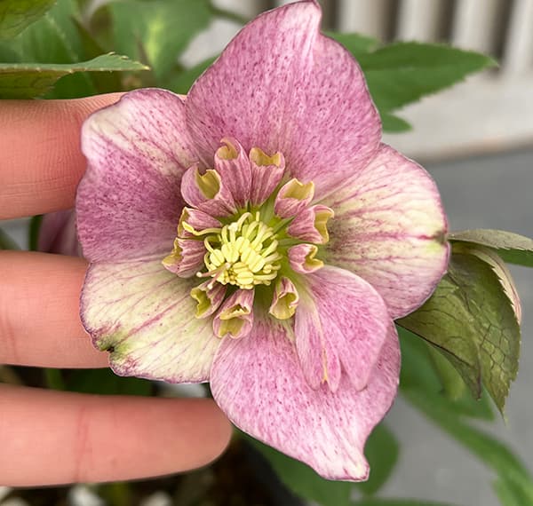 園芸ネット本店｜花郷園さんのクリスマスローズ：25-08セミダブル／5号