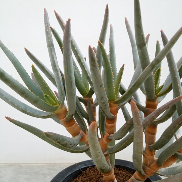 園芸ネット本店｜[ザ・ファームセレクト]アロエ：ラモシシマ（多分枝