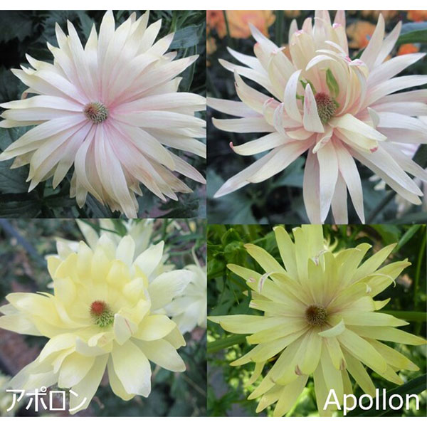 園芸ネット本店｜ラナンキュラス：ラックス アポロン3.5-4号ポット の