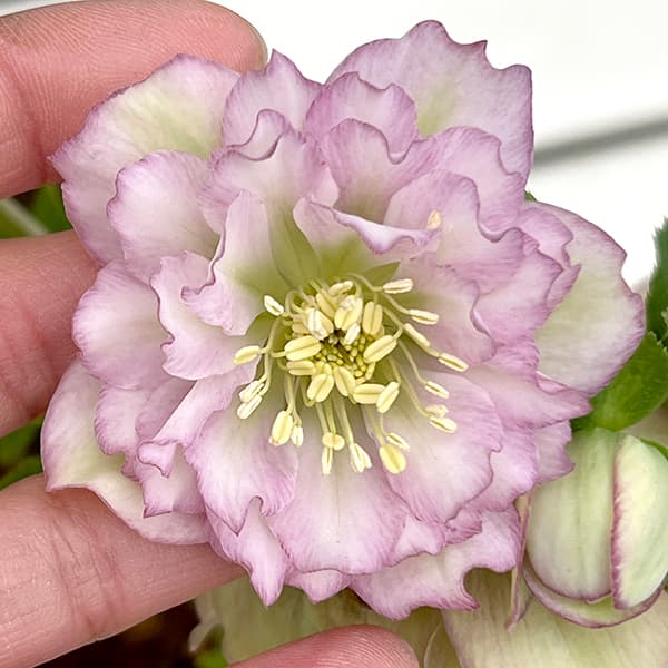 園芸ネット本店｜松村ナーセリーさんのクリスマスローズ：25-137くる