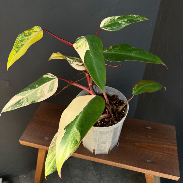 園芸ネット本店｜フィロデンドロン：ストロベリーシェイク 4号25-01 の