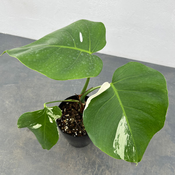 園芸ネット本店｜モンステラ：ちょっと斑入り（白斑・ホワイトタイガー