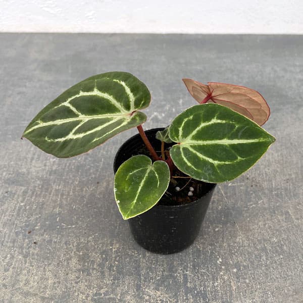 園芸ネット本店｜（わけあり特価）アンスリウム（原種）：Rクリスタ