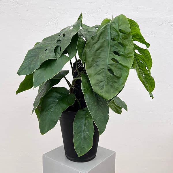 園芸ネット本店｜モンステラ：デュビア 7号鉢植え の通販【公式】