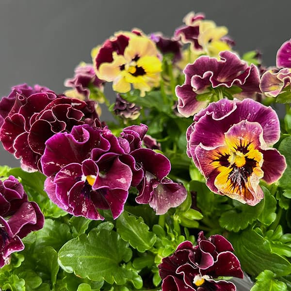 園芸ネット本店｜春待ちビオラ MSKガーデン小輪フリンジパンジー