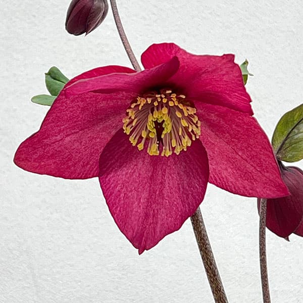 園芸ネット本店｜クリスマスローズ：*HGC 雪の妖精 カーリー4.5号