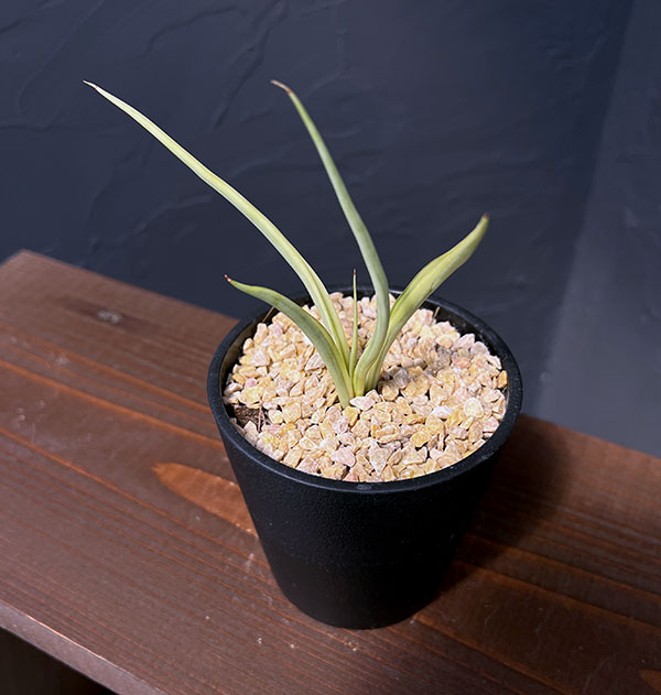 園芸ネット本店｜サンセベリア：ダンシングドラゴン 3.5号鉢植え の