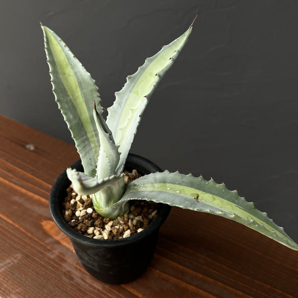 園芸ネット本店｜アガベ ：アメリカーナ エクスパンサ パリーダ 3号