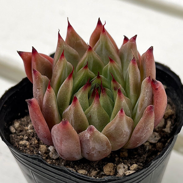 園芸ネット本店｜エケベリア：ブラックマーベル 2号ポット の通販【公式】