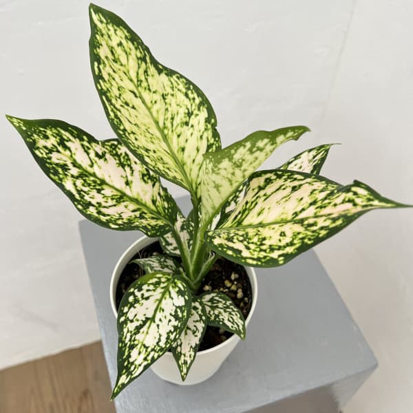 園芸ネット本店｜アグラオネマ：エイリーン4号鉢入り の通販【公式】