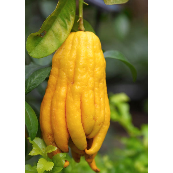 園芸ネット本店｜ブッシュカン（仏手柑）4号ポット の通販【公式】