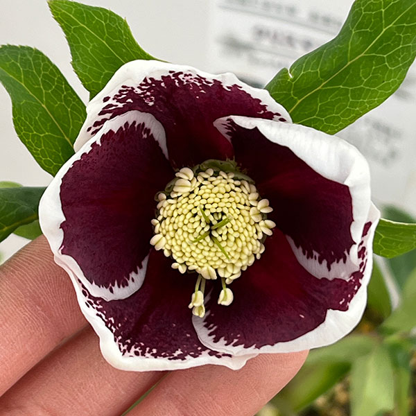 園芸ネット本店｜松村ナーセリーさんのクリスマスローズ：26-90