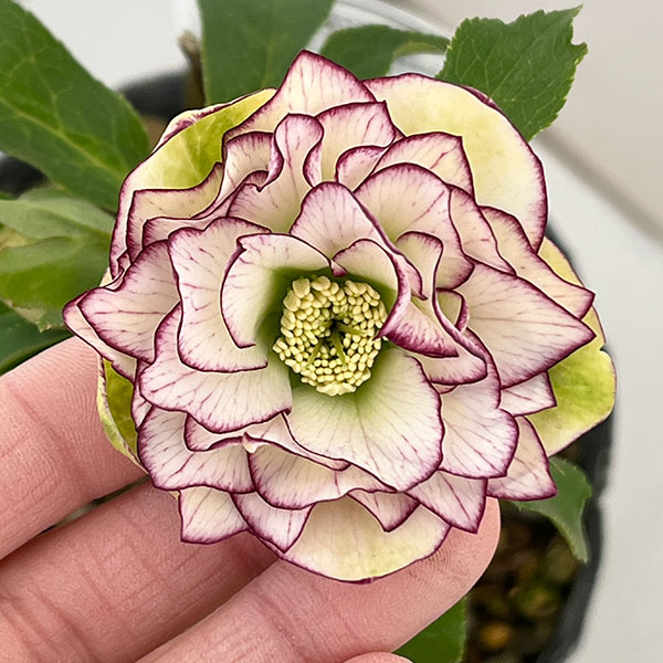 園芸ネット本店｜横山園芸さんのクリスマスローズ：26-30ダブル4.5号