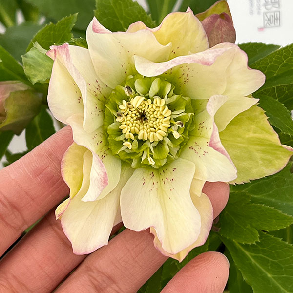 園芸ネット本店｜花郷園さんのクリスマスローズ：26-37パピエ