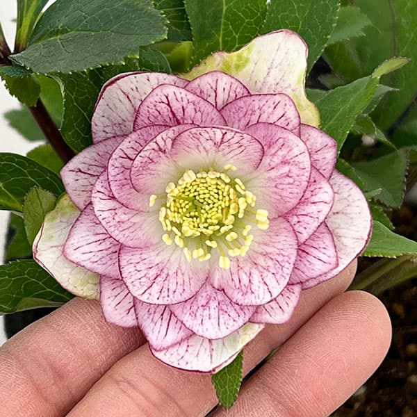 園芸ネット本店｜若泉ファームさんのクリスマスローズ：26-54ダブル4.5