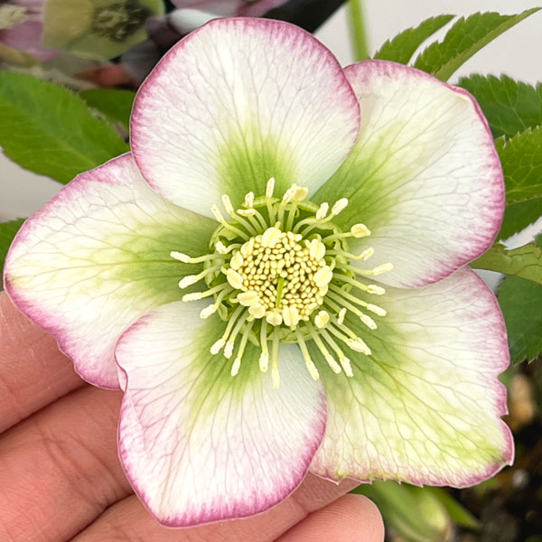 園芸ネット本店｜クリスマスローズ：セレクトシングル26-21／1.5L