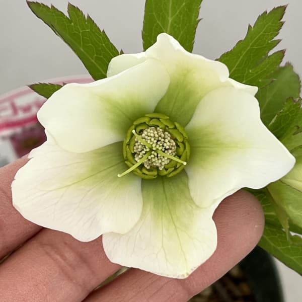 園芸ネット本店｜クリスマスローズ（原種交配種）：デュメトルム交配26