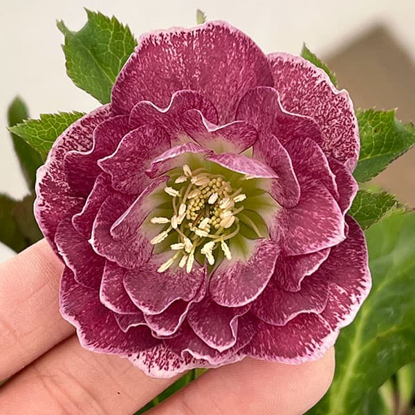 園芸ネット本店｜クリスマスローズ：ベルギー育種 ダブルオーバー