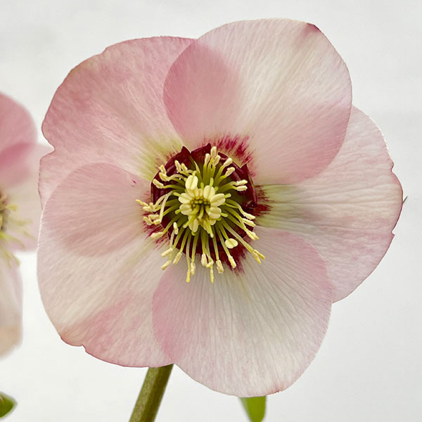 園芸ネット本店｜高正園さんのクリスマスローズ：26-36シングル／5号