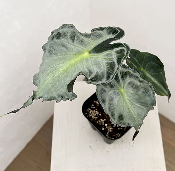 園芸ネット本店｜アロカシア：ヴェノム 3.5号ポット26-03 の通販【公式】