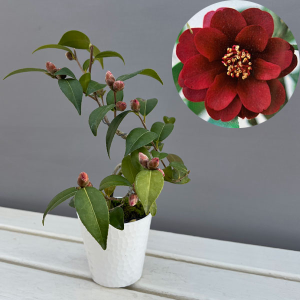 園芸ネット本店｜ツバキ（椿）：ゲイベイビー 曲がり 3.5号匠鉢入り の