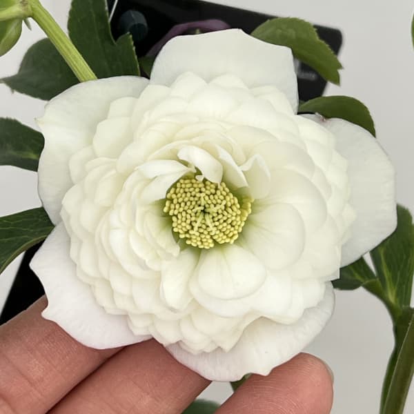 園芸ネット本店｜クリスマスローズ：セレクトダブル26-98／1.5Lポット