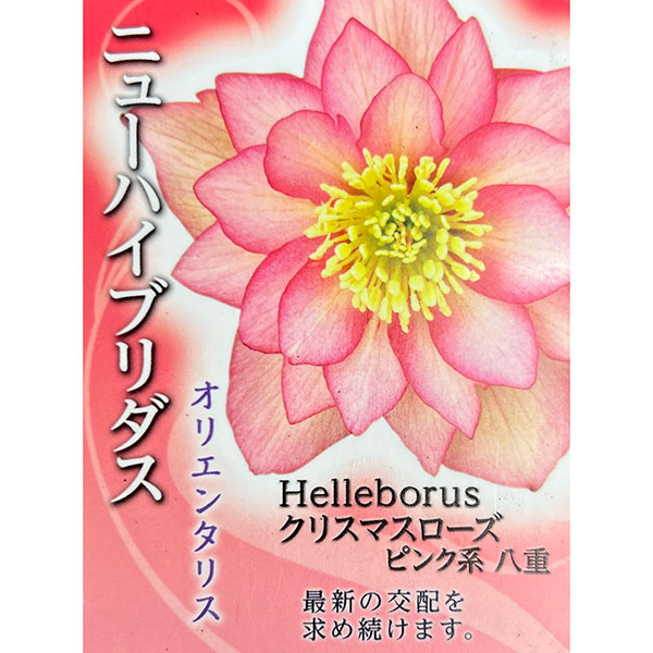 園芸ネット本店｜高正園さんのクリスマスローズ：ダブル ピンク系4.5号
