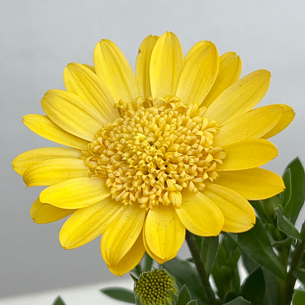 園芸ネット本店｜オステオスペルマム：プリンセス（八重）サニータルト