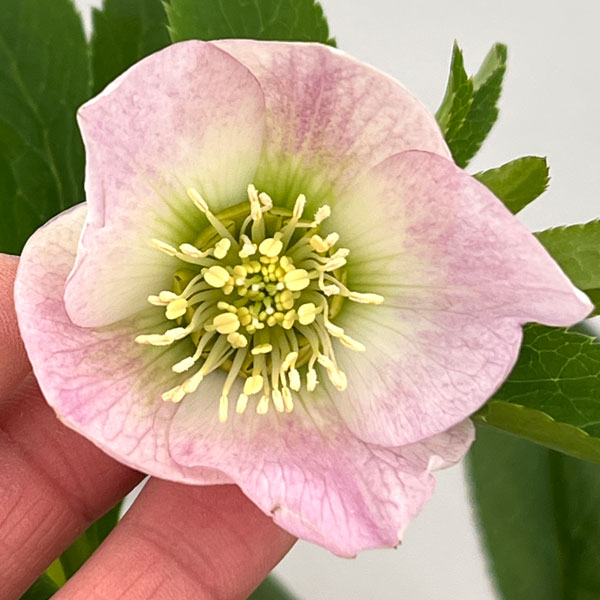 園芸ネット本店｜クリスマスローズ：セレクトシングル26-06／1.5L