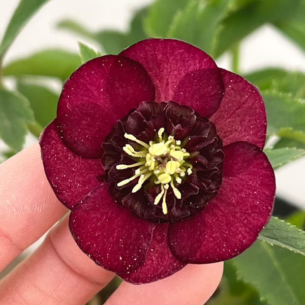 園芸ネット本店｜加藤農園さんのクリスマスローズ：26-06グロッシー