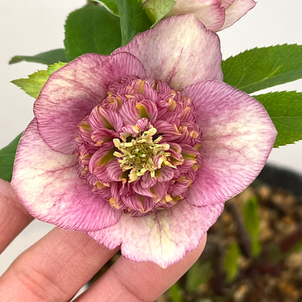 園芸ネット本店｜加藤農園さんのクリスマスローズ：26-12セミダブル