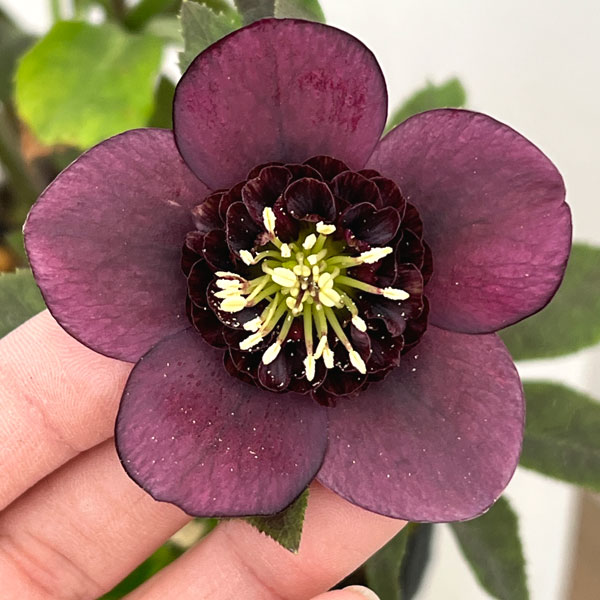 園芸ネット本店｜加藤農園さんのクリスマスローズ：26-15セミダブル