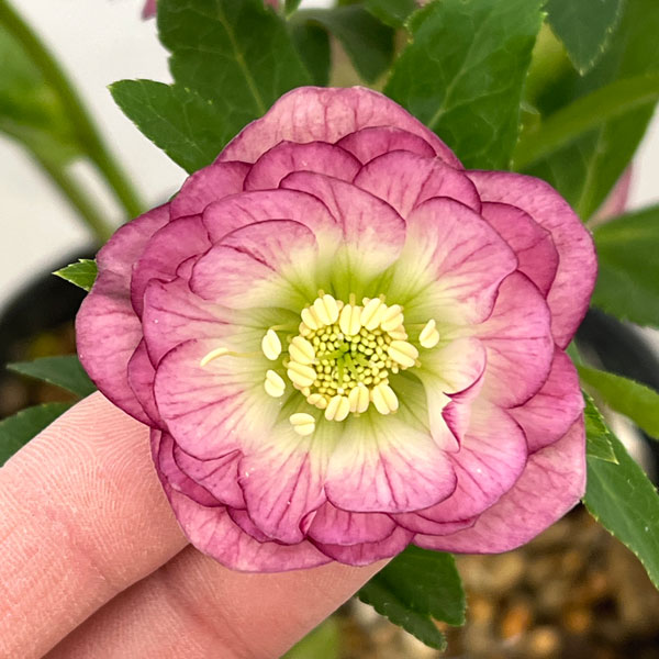 園芸ネット本店｜加藤農園さんのクリスマスローズ：26-22ダブル／4.5号