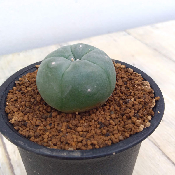 園芸ネット本店｜サボテン： ロフォフォラ 烏羽玉 2.5号鉢植え の通販