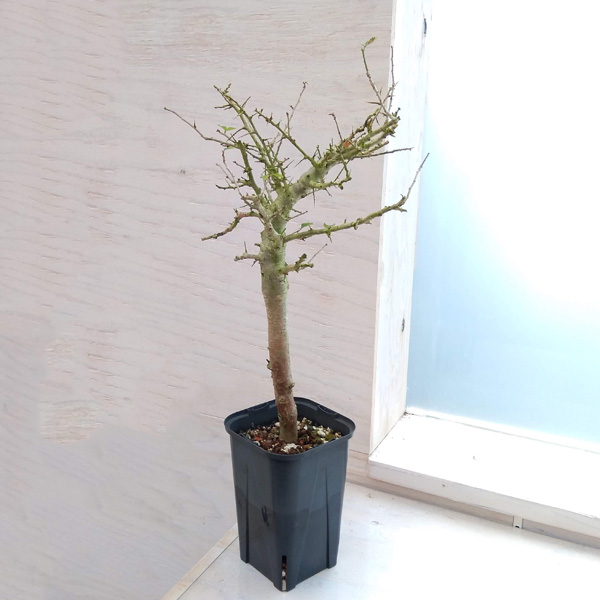 園芸ネット本店｜コミフォラ：シンプリキフォリア 3.5号22-01 の通販