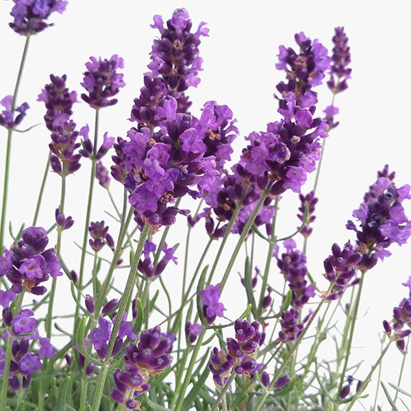園芸ネット本店｜ラベンダー：バレンス ダークバイオレット3号ポット