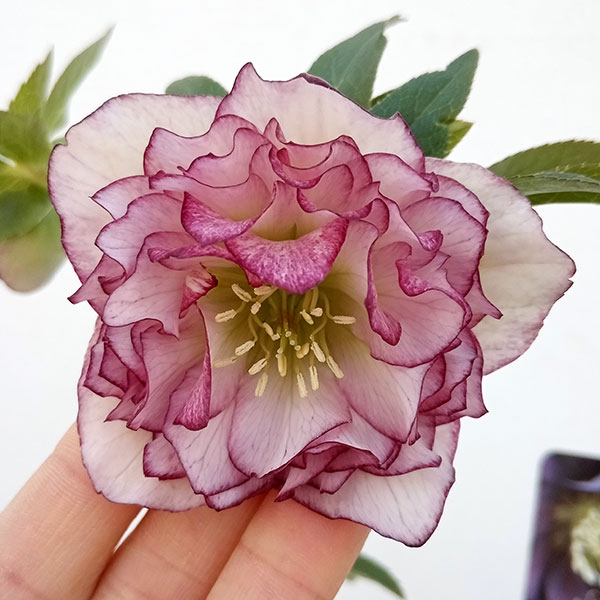 園芸ネット本店｜高正園さんのクリスマスローズ：23-29ダブル／5号鉢