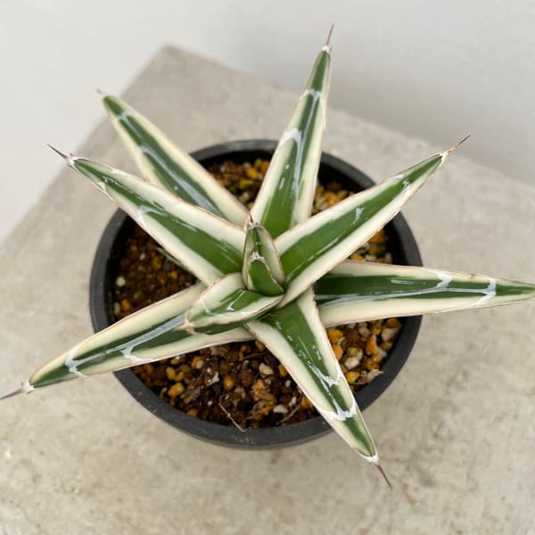 園芸ネット本店｜（わけあり特価）アガベ：氷山（ビクトリアレギナエ