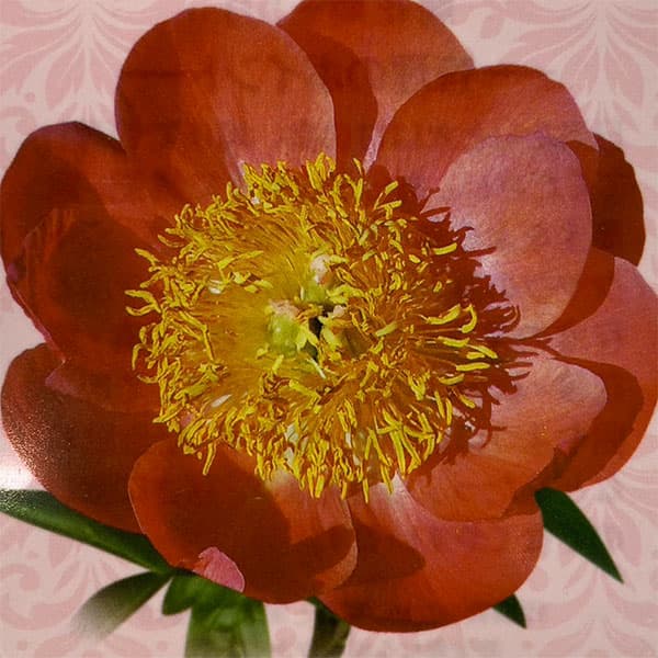 園芸ネット本店｜シャクヤク（芍薬）：コーラルニューゴールド4号