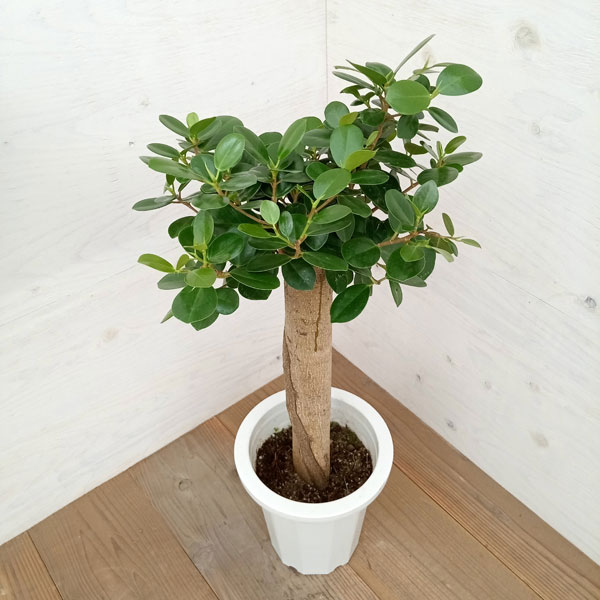 園芸ネット本店｜ガジュマル：パンダガジュマル 8号鉢植え** の通販