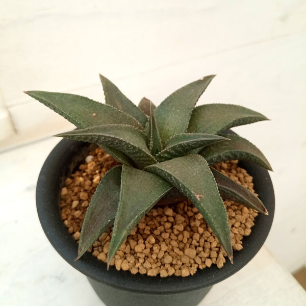 園芸ネット本店｜ハオルチア：コエルマニオラム×ベノーサ 3号鉢植え の