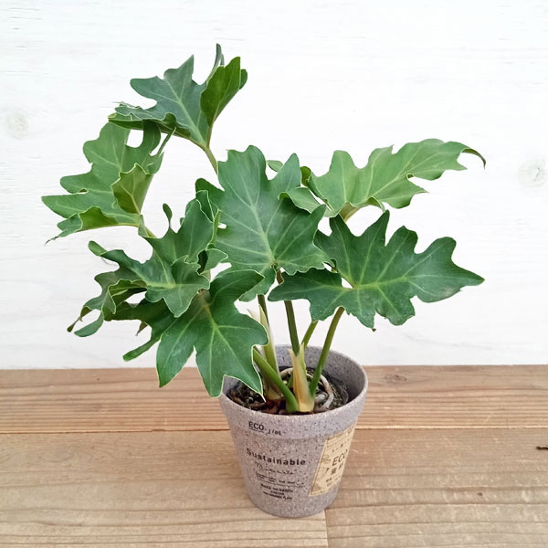 園芸ネット本店｜[ギフトに]フィロデンドロン：セローム 3.5号