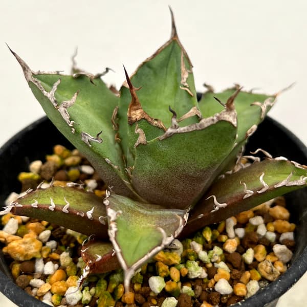 園芸ネット本店｜[ザ・ファームセレクト][送料無料]アガベ：チタノタ