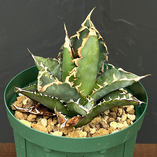 園芸ネット本店｜（わけあり特価）アガベ：チタノタ ソーラー