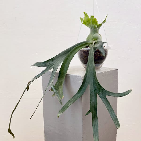 園芸ネット本店｜ビカクシダ：ミックススポア（willinckii Paul Webber