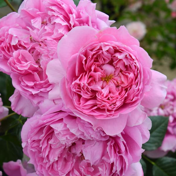 園芸ネット本店｜ロサ・オリエンティス・プログレッシオ：プリマ